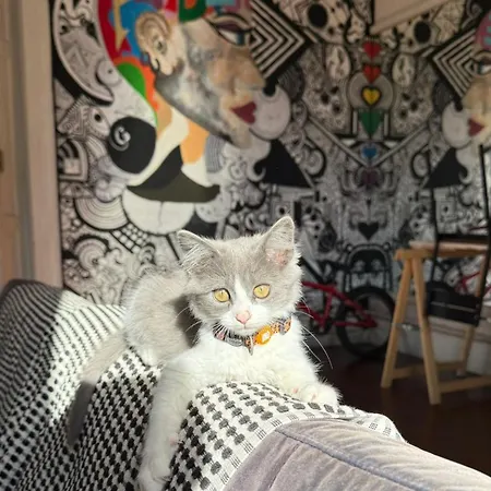 Ostello Dona Rose Old Town Las Palmas de Gran Canaria